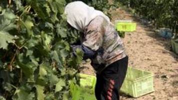 Weinanbau in China: Ein guter Tropfen aus der Wüste Gobi