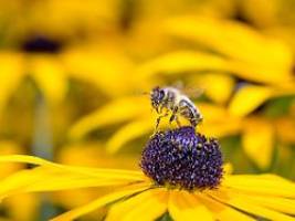 Ursache für Insektensterben: EU will Einsatz von Pestiziden reduzieren