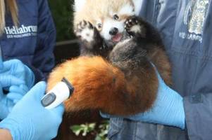 zwillingsnachwuchs bei roten pandas im münchner tierpark