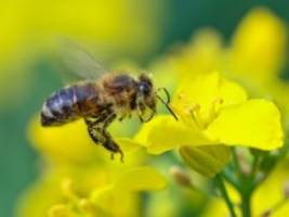 neuer impfstoff: rettet die bienen