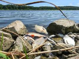 Giftalgen töteten Oder-Fische: Polen verneint Industrie-Abwässer als Ursache