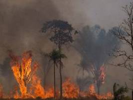Feuer für Soja-Anbau: Im Amazonas toben meiste Waldbrände seit 2012