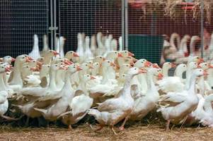 schwerste vogelgrippe-epidemie gefährdet weihnachtsgänse