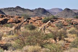 giraffe trampelt in südafrika kleinkind tot
