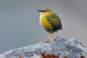 mini-piepmatz ganz groß: neuseelands vogel des jahres