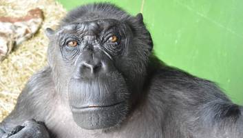„jahrzehntelanger missbrauch“ - „unser liebstes verloren“ - zirkus-schimpanse robby ist tot