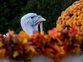 Teurer Truthahn zum US-Feiertag: Kosten für Thanksgiving-Menü explodieren