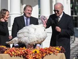 zeremonie vor dem weißen haus: biden begnadigt thanksgiving-truthähne