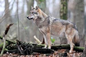 Karrierekick: Parasit macht Wölfe zu Rudelführern