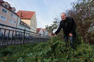 Gegen Grünverlust: Bürger pflanzen neue Bäume in Augsburger Altstadt