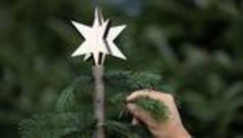 Oberspreewald-Lausitz: Etwa 30 Weihnachtsbäume aus Handel gestohlen