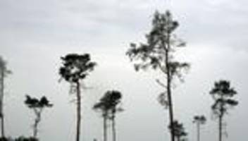 waldschäden: stiftung will vier millionen bäume pflanzen