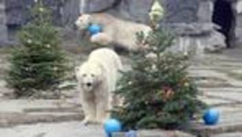 Tierpark: Weihnachtsbäume für Eisbärin Hertha zum vierten Geburtstag
