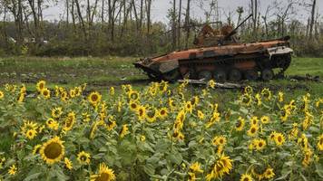 Exporte nach Deutschland: Ukraine liefert mehr Sonnenblumenöl als vor dem Krieg