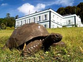 Echte Überlebenskünstlerin: Älteste Schildkröte der Welt ist 190 Jahre alt