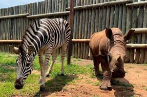 Nashorn- und Zebra-Baby schließen Freundschaft