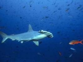Kinderkrippe vor Galapagos: Forscher machen seltene Hammerhai-Entdeckung