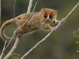 rodung, wilderei und klimawandel: artenvielfalt madagaskars erst in jahrmillionen wiederhergestellt