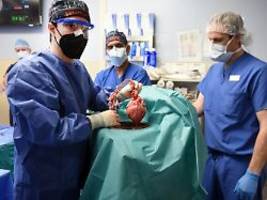 chirurg: in maximal zwei jahren: schweineherz-transplantation in münchen absehbar