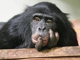 Besser als erwartet: Menschen können Affengesten verstehen