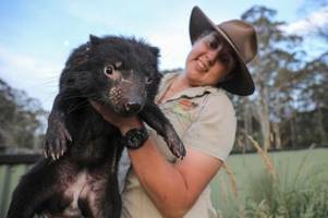 Echte VIPs: Tasmanische Teufel als Jetsetter