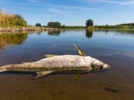 Nach Fischsterben: Das Wasser der Oder ist nach wie vor viel zu salzig