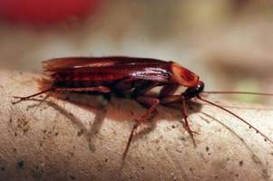 Verflossene zum Verzehr: Wie man mit Kakerlaken seine Rachegelüste stillen kann