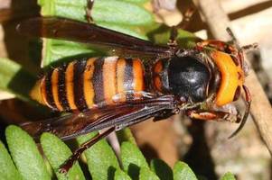 Hornissen, Fliegen und mehr: Die 11 gefährlichsten Insekten der Welt