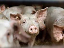 Größter Rückgang bei Schweinen: Deutschland produziert deutlich weniger Fleisch