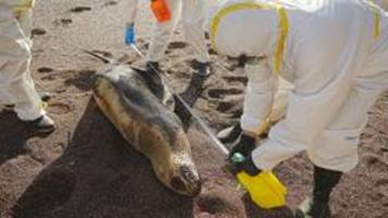 Peru: Hunderte Seelöwen an Vogelgrippe verendet