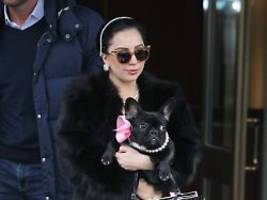 Schadenersatz gefordert: Lady Gaga von Komplizin der Bulldoggen-Diebe verklagt