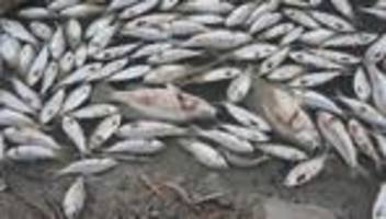 Australien: Massenweise Fische nach Hitzewelle gestorben