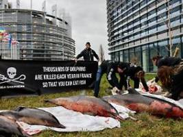 400 Tiere allein in einer Woche: Frankreich: So viele tote Delfine wie noch nie angespült
