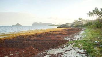 Millionen Tonnen Braunalgen - Auf die US-Küste treibt ein 8000 Kilometer breiter Sargassum-Teppich zu