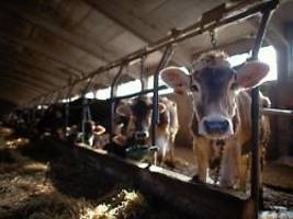 70 prozent der tiere im stall: greenpeace: immer weniger kühe kommen auf die weide