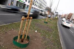 Baum-Bilanz in Augsburg: Mehr Bäume werden gefällt als neu gepflanzt