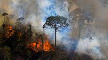 warum die null-abholzung des amazonas eine utopie ist
