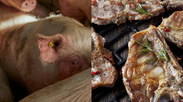 Schweinefleisch hat ein Imageproblem: Die Zukunft der Schweinehaltung in Deutschland steht infrage