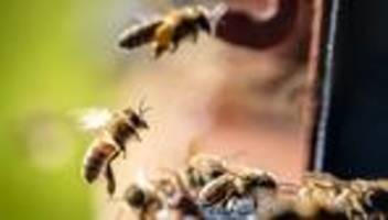 Agrar: Immer mehr Imker und Bienen in Hessen