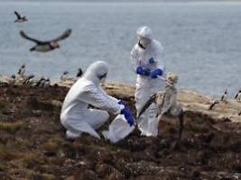 Droht die nächste Pandemie?: Welche Gefahr vom Vogelgrippe-Virus ausgeht