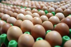 Eier zu Ostern: Experten rechnen mit steigenden Eierpreisen - warum?