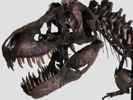 skelett wird öffentlich gezeigt: der tyrannosaurus rex kommt nach antwerpen