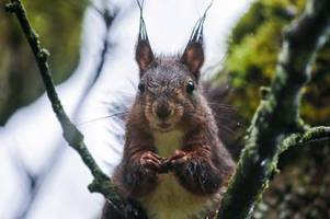 gute zeit um eichhörnchen zu beobachten: daten für schutz