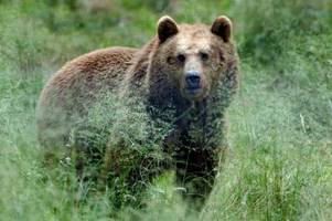 nach bärenangriff: auswärtiges amt prüft reisewarnung für südtirol