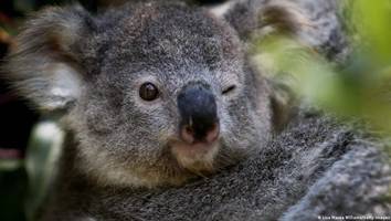 Wissen & Umwelt - Chlamydien-Impfung für Koalas