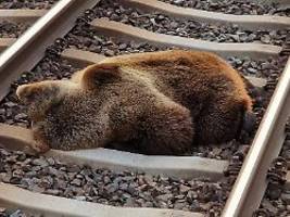 Kollision in Österreich: Zug tötet Braunbär
