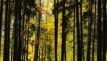 Naturschutz: Nationalpark Steigerwald hilf nicht nur dem Klimaschutz