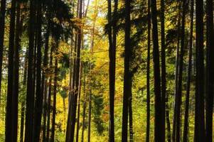 nationalpark steigerwald hilf nicht nur dem klimaschutz