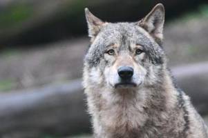 Wie viele Wölfe es in Bayern gibt und warum es wohl mehr werden