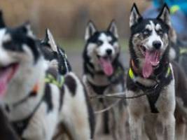 Tiere erstickt und vergraben?: Halterin nach Tod von zwölf Schlittenhunden vor Gericht